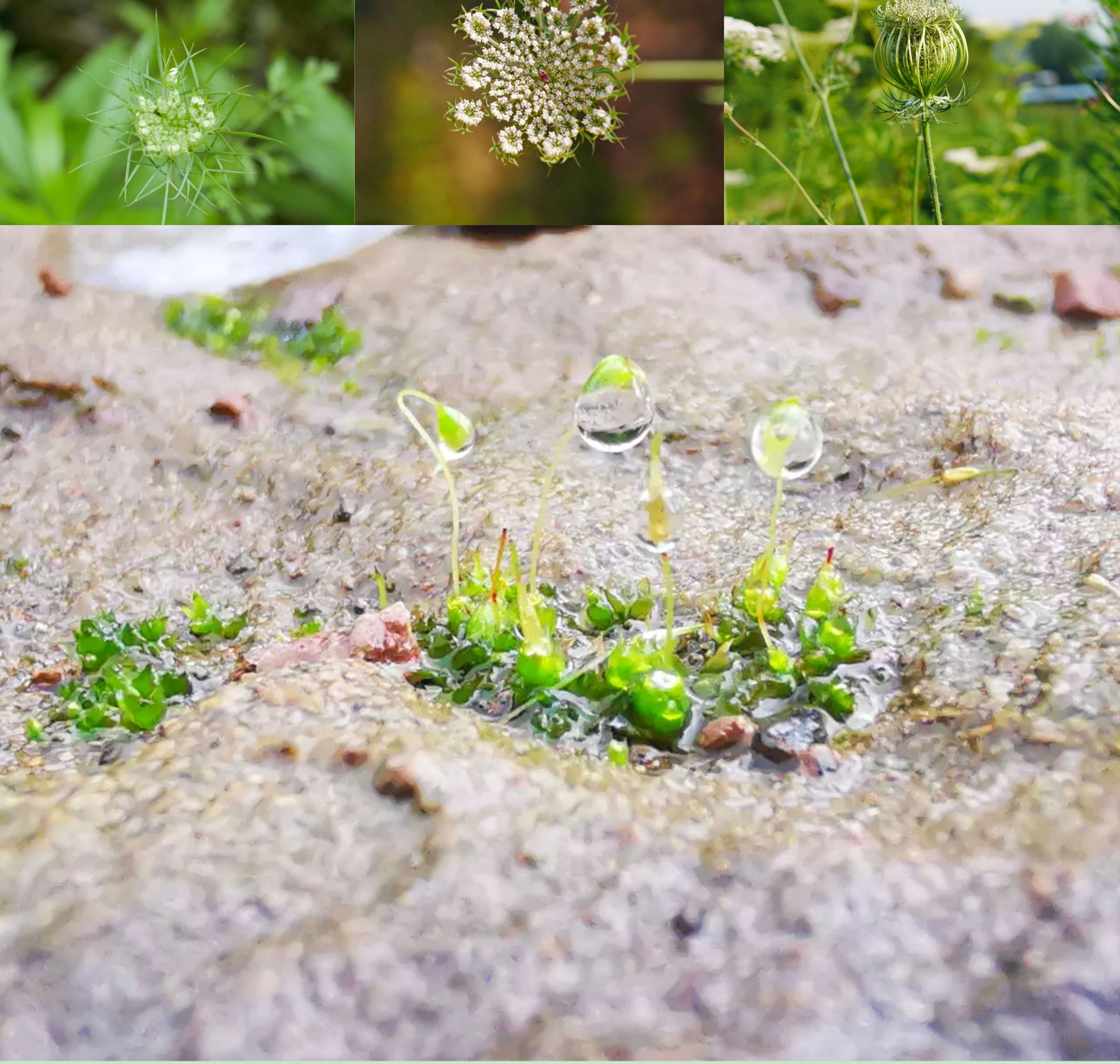 插图2 二等奖作品.jpg