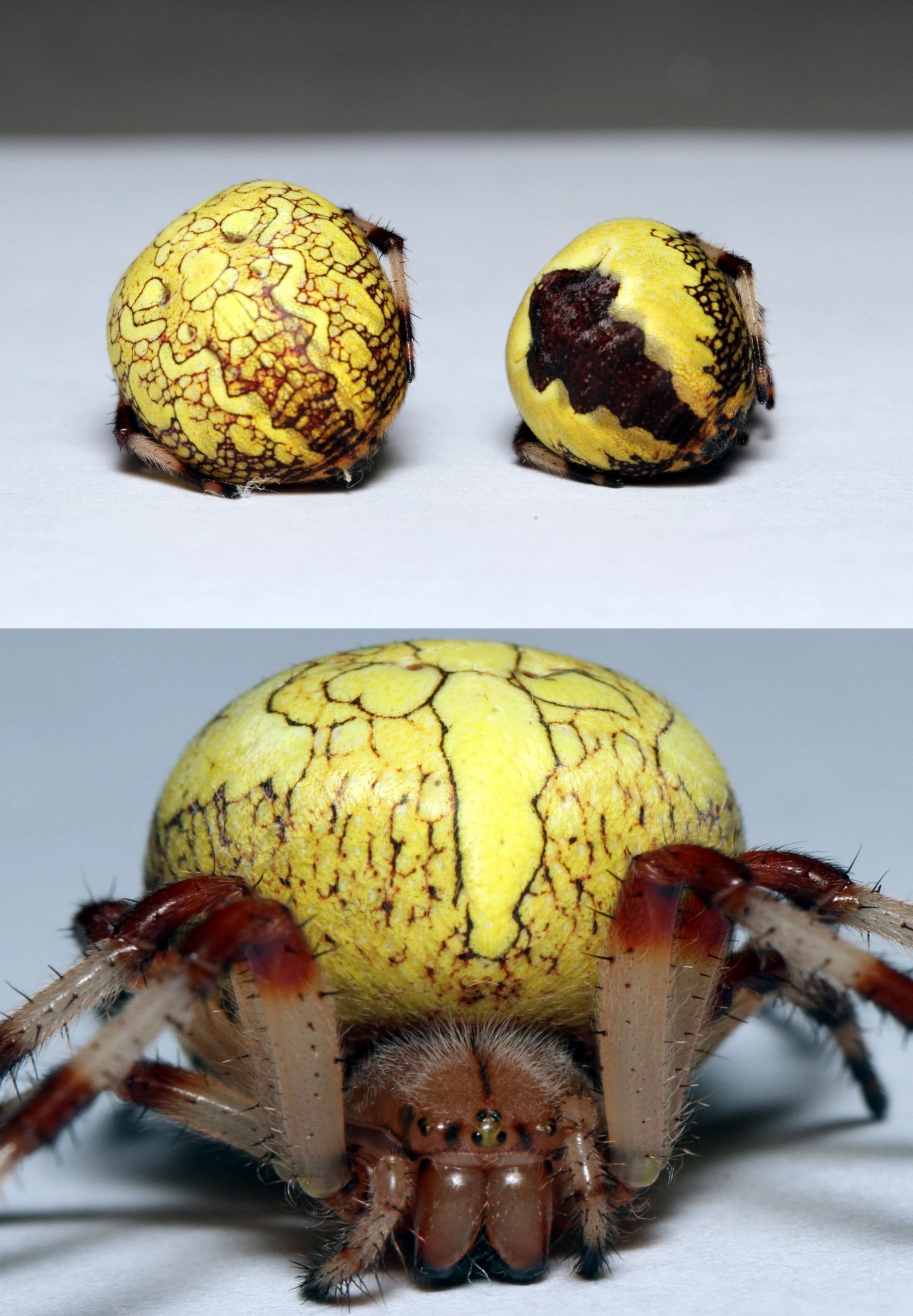 插图1 一等奖作品.jpg